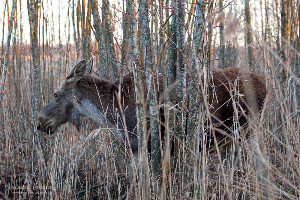 060_Biebrza - kwiecien 2013.jpg